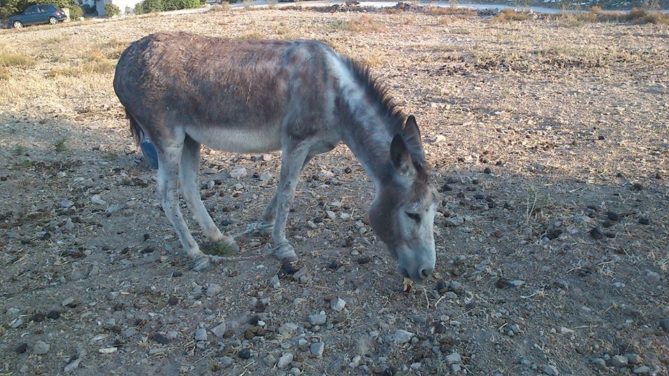 ParosDonkey (1)